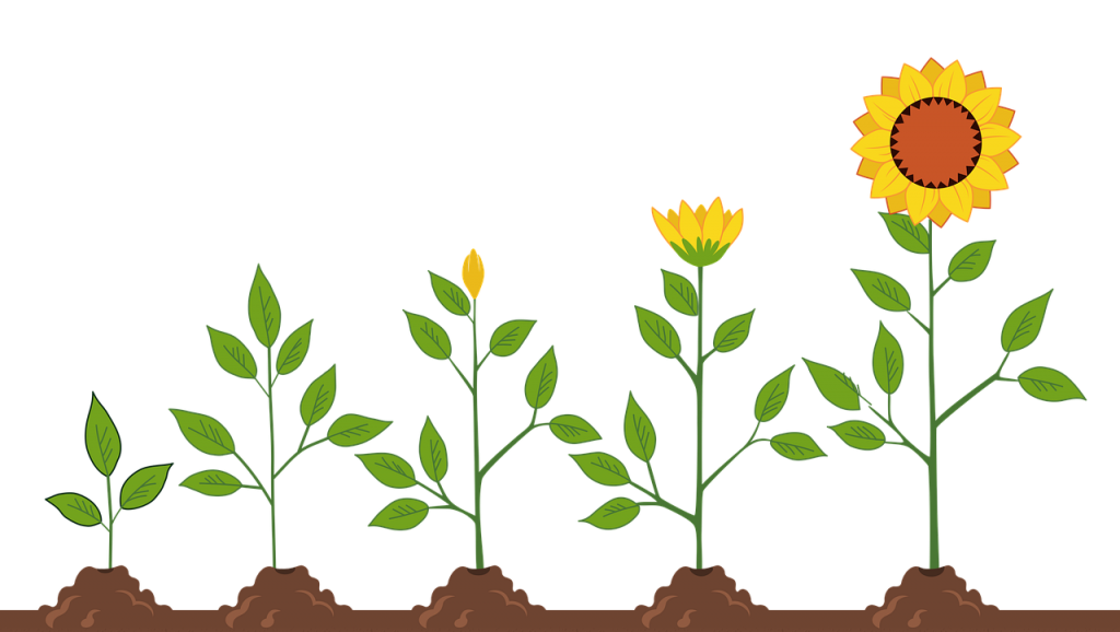 sunflowers, growth, life
